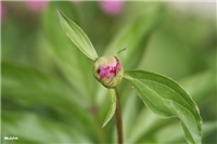 bc3cf4f9-IMG_7100 božur.jpg